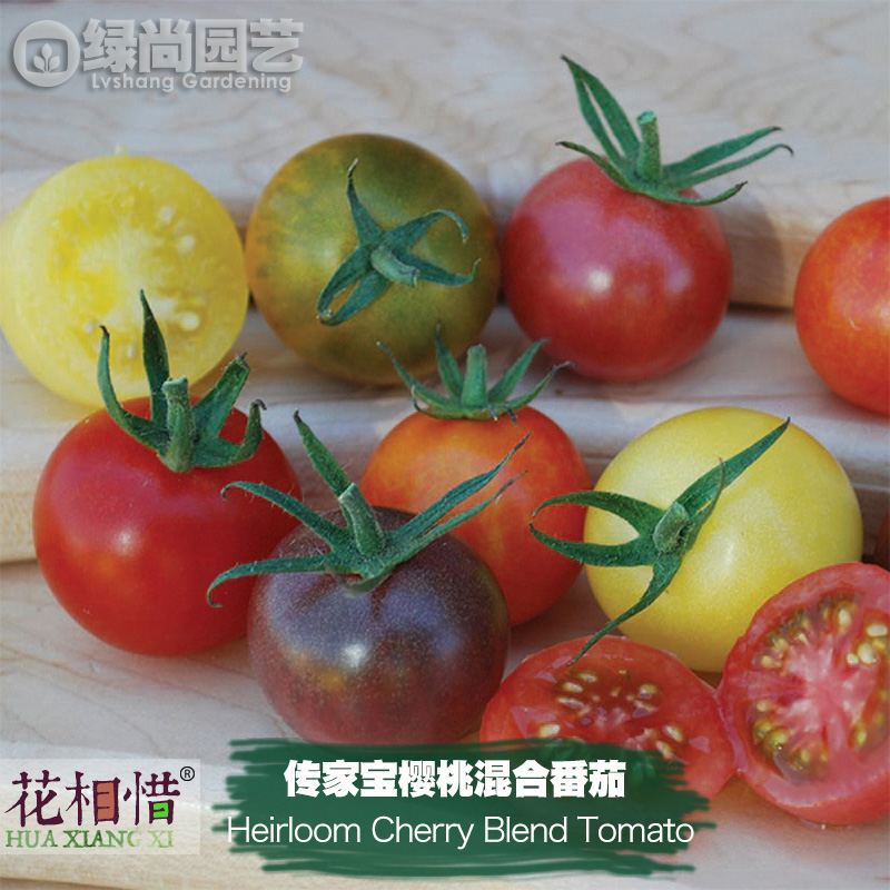 传家宝樱桃混合番茄种子进口西红柿四季播盆栽蔬菜种籽瓜果番茄苗