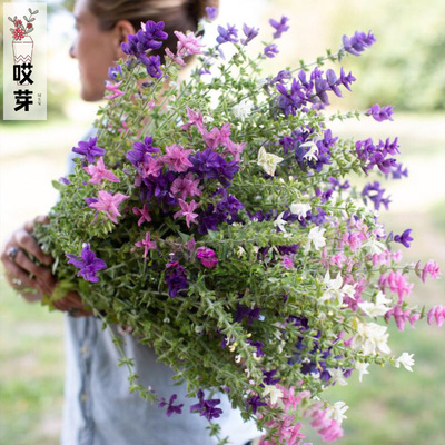 欧洲进口切花型鼠尾草种子 Clary Sage Mix  耐热 一年生