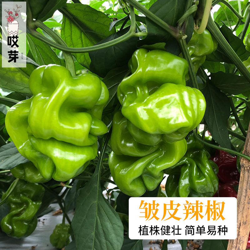 皱皮麻辣椒种苗香辣薄皮辣椒种孑特辣新品南方种四季春季蔬菜种籽