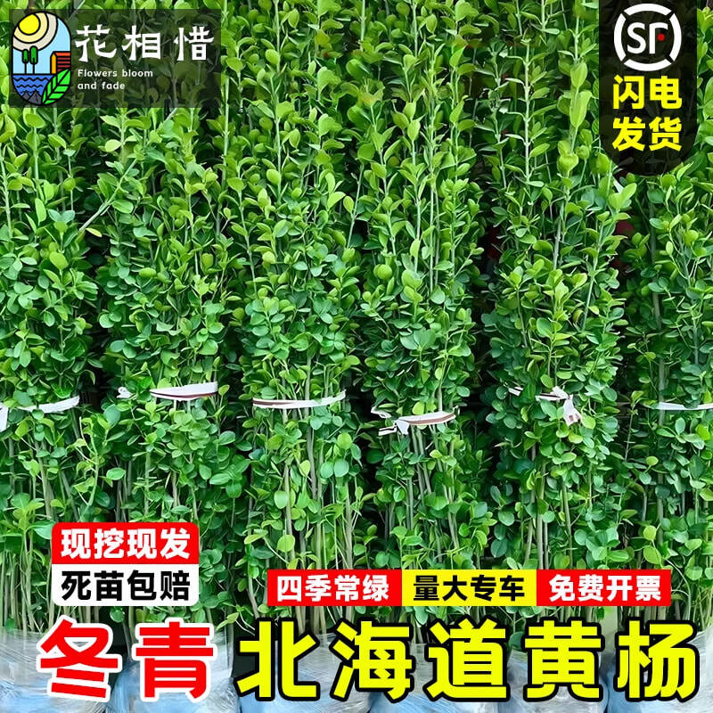 北海道黄杨苗常绿花园围墙篱笆绿化植物四季青法国冬青苗绿篱丛生