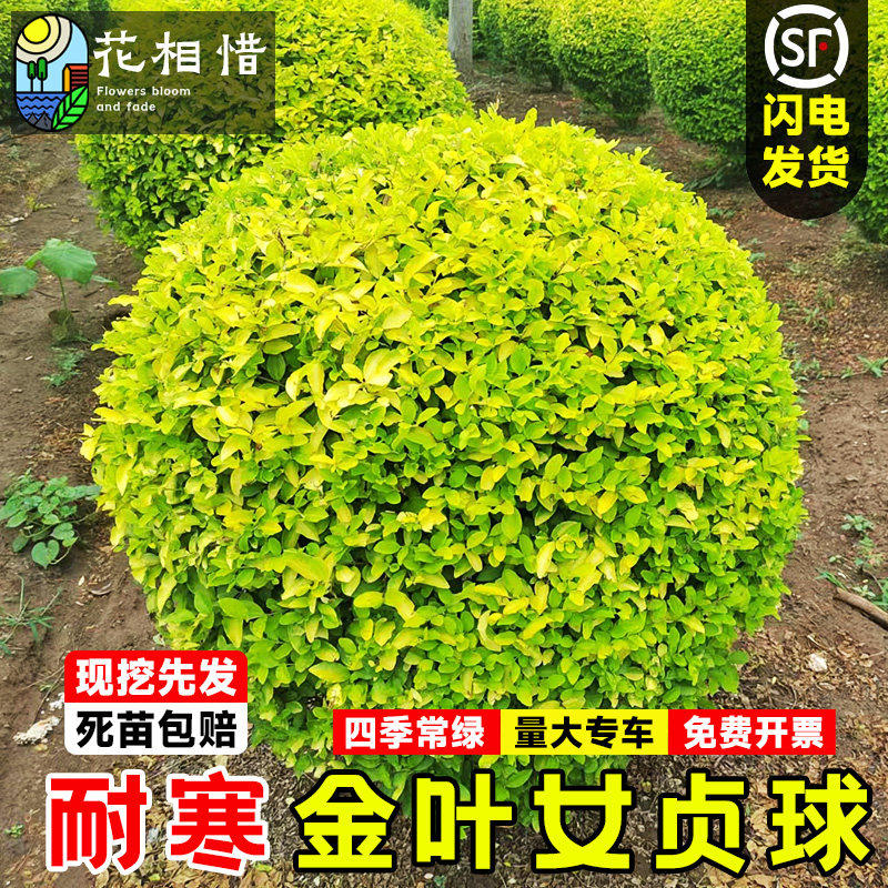 金叶女贞球树苗庭院耐寒绿化风景树彩叶色块篱笆墙植物小叶女贞球