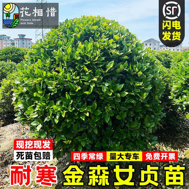 金森女贞球庭院耐寒风景树苗四季常青彩叶绿篱笆植物金森女贞小苗