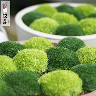 进口爱尔兰珍珠草种子 石竹宿根多年生庭院盆栽苔藓地被植物草坪