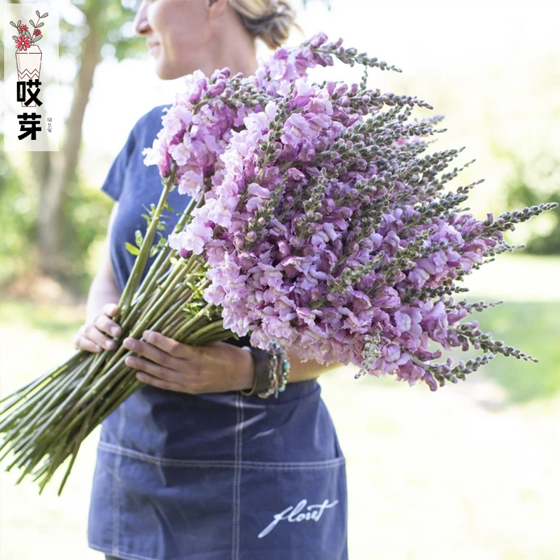 进口切花金鱼草种子 淡紫色 Snap. Lavander  四季盆栽鲜花盘装饰