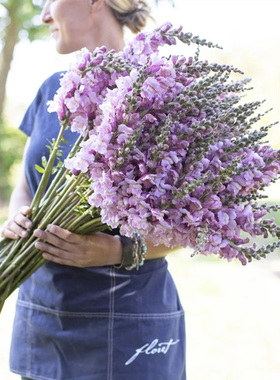 进口切花金鱼草种子 淡紫色 Snap. Lavander  四季盆栽鲜花盘装饰