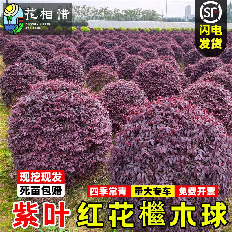 红花继木球树苗别墅庭院常青绿篱笆彩叶色块绿化花卉植物红花檵木