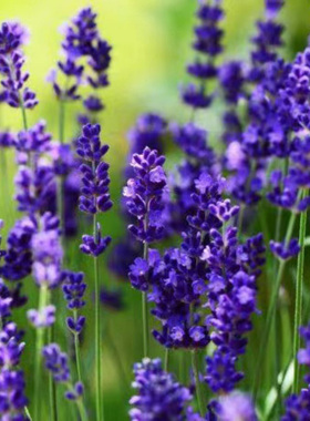 进口盆栽切花薰衣草 优雅紫色 Lavender Ell.Purple 宿根四季香草