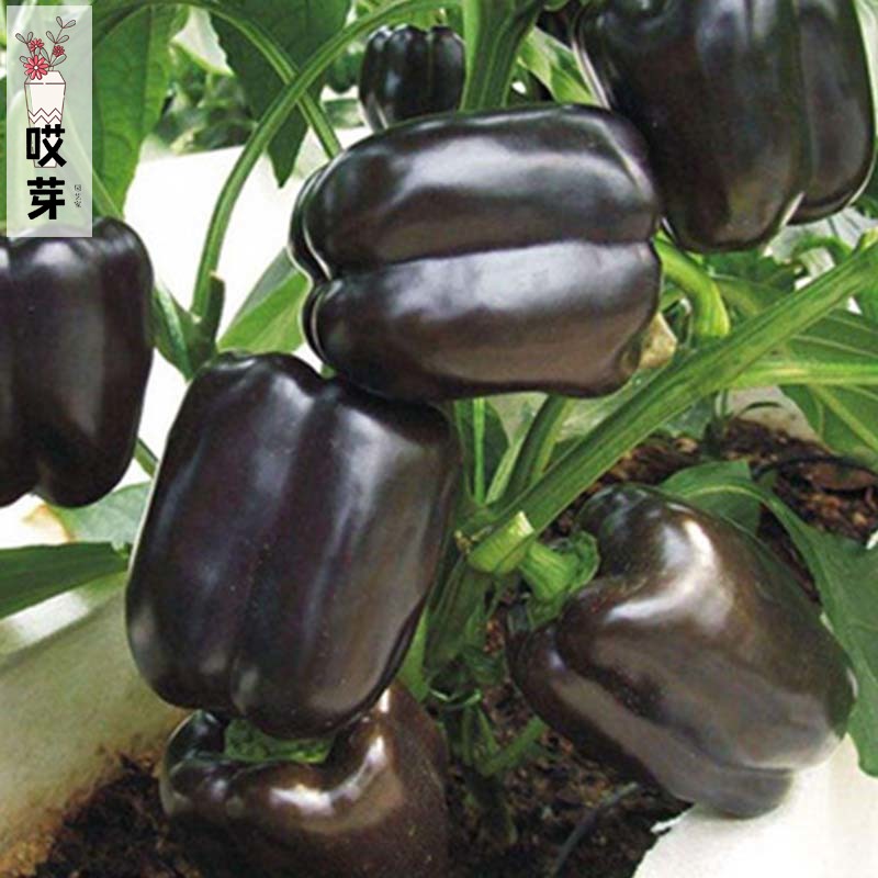 紫色彩椒种苗甜椒菜椒青椒辣椒种籽方形灯笼椒四季阳台盆栽籽种苗