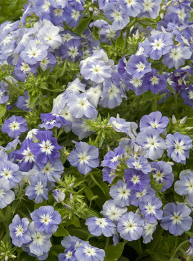 进口福禄考种子 薰衣草美人 Lavender Beauty 四季阳台盆栽鲜切花