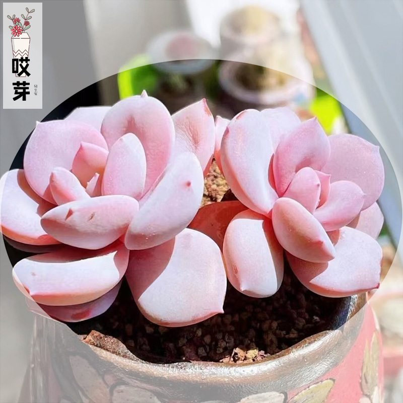 抹茶蛋糕多肉种子贵货白茶奶茶厚叶盆栽观叶植物花卉种籽肉肉苗