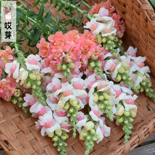 进口切花金鱼草种子 苹果花色 Appleblossom 四季盆栽鲜花阳台