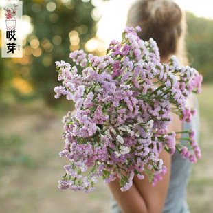 进口切花勿忘我种子 蓝紫色系混色 勿忘草四季阳台盆栽鲜花干花