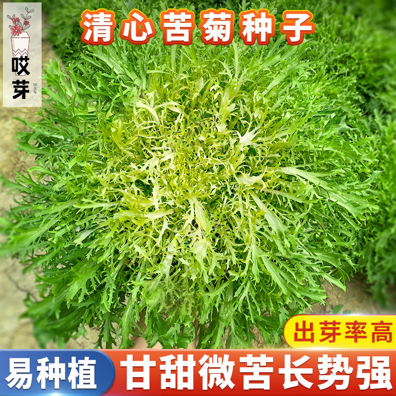 苦菊种子清心细叶苦苣种籽阳台庭院盆栽四季生菜苦菜青菜蔬菜种子