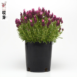宿根盆栽香草小耳朵 深玫瑰红色 进口西班牙薰衣草种子 Ban.恬雅
