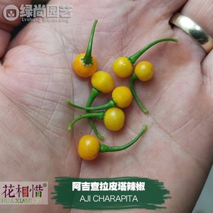 阿吉查拉皮塔辣椒种子进口中高辣四季 阳台盆栽蔬菜种籽瓜果辣椒苗