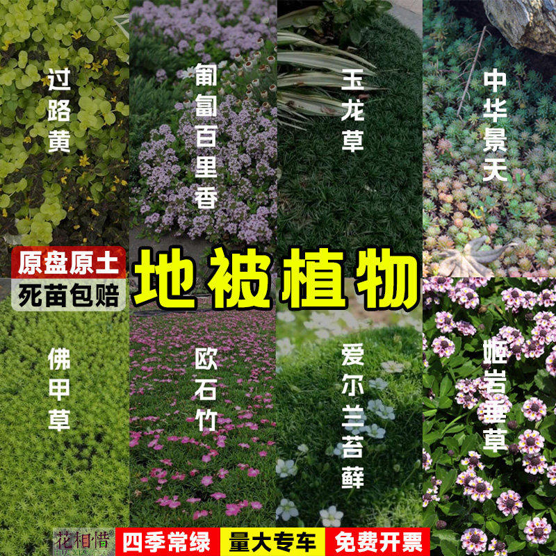 中华景天树苗庭院地被植物