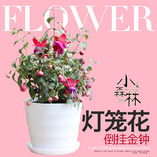 倒挂金钟花苗 家居阳台桌面盆栽观花植物花卉 灯笼花 净化空气