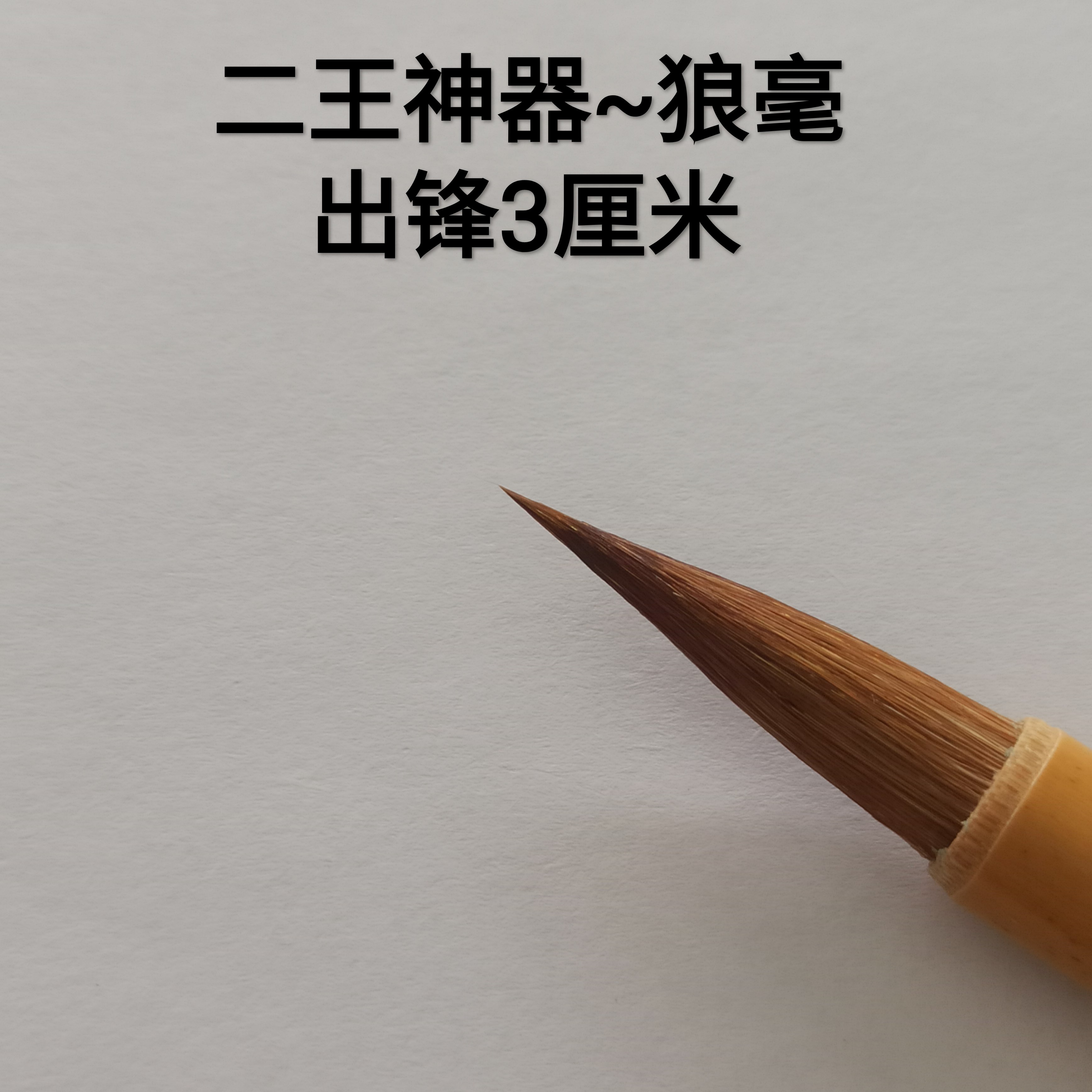 锋尖高弹聚锋不分叉饱满