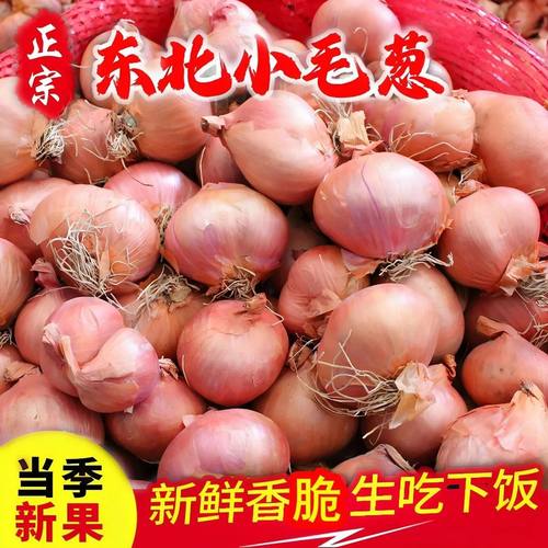 正宗东北小毛葱红葱头珠葱紫皮小毛葱鬼子葱东北蔬菜特产地直发