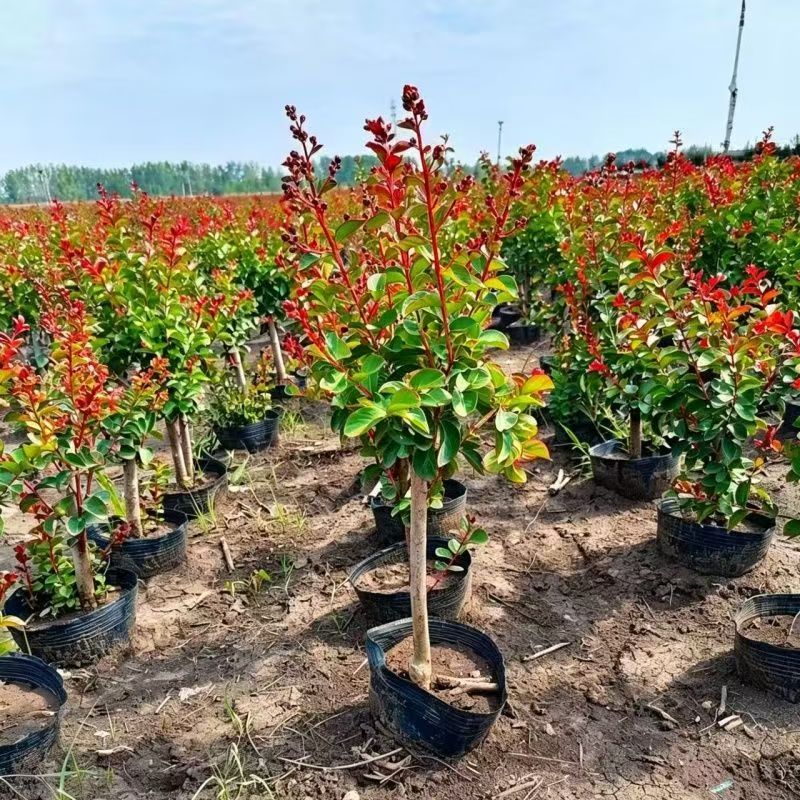 红火箭紫薇矮桩盆栽四季好养观叶植物绿植盆栽绿化工程树苗易成活 - 实物图
