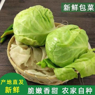 黑龙江包菜新鲜大头菜卷心菜农家自种绿甘蓝包心莲花白泡菜圆白菜