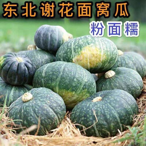 南瓜东北窝瓜粉面老倭瓜板栗新鲜蔬菜农家窝瓜谢花面老式窝瓜