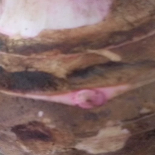 包邮 兴化特产龙香芋大芋头 产地直销新鲜大芋头粉糯香5斤