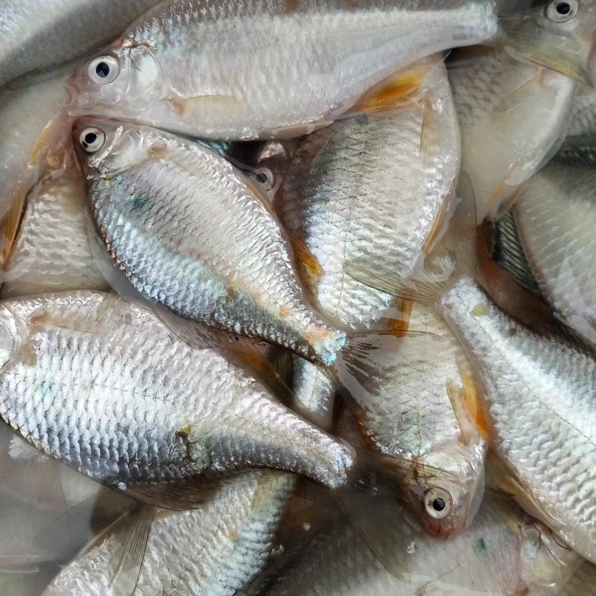 兴化里下河地区新鲜河鱼鳑鲏鱼小杂鱼 新鲜 现杀 冷冻保温配送