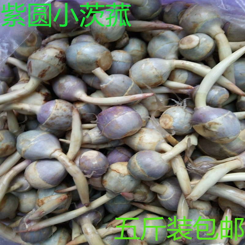 农家新鲜蔬菜芽菇马蹄小茨菇慈菇慈姑茨菰茨菇5斤装全国多省包邮