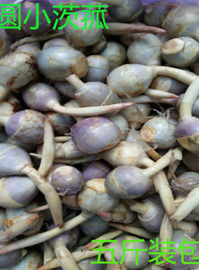 农家新鲜蔬菜芽菇马蹄小茨菇慈菇慈姑茨菰茨菇5斤装全国多省包邮