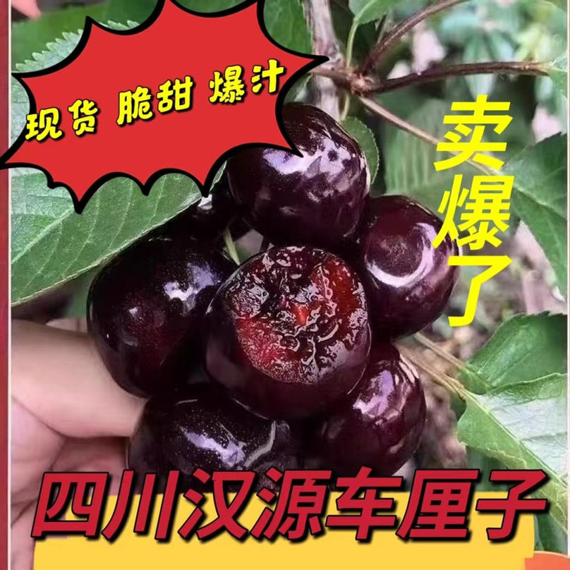 四川汉源高山黑珍珠大樱桃车厘子3斤装套袋新鲜水果包邮现摘顺丰