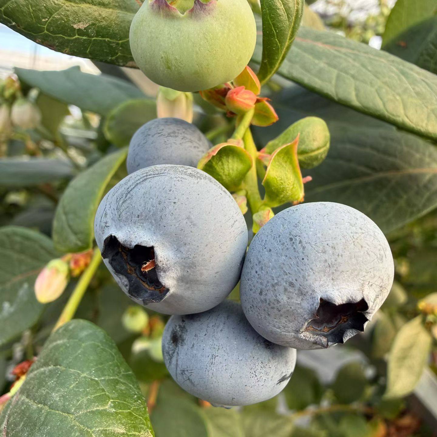 四川包邮单品大凉山西昌蓝莓鲜果现摘1斤2斤当季新鲜高山孕妇蓝莓