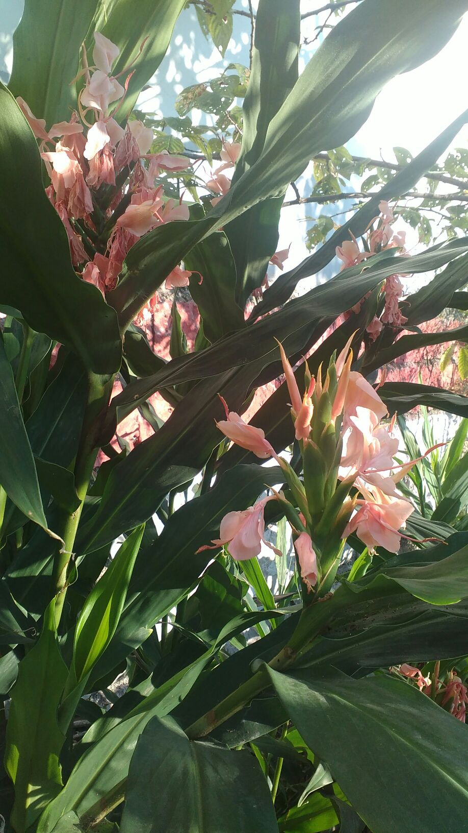 姜花庭院盆栽夏天秋天