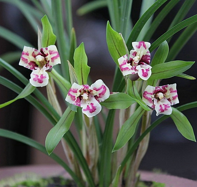 带花苞 大元宝 春兰 老品种 蕊蝶 浓香 叶姿优美 花大色艳