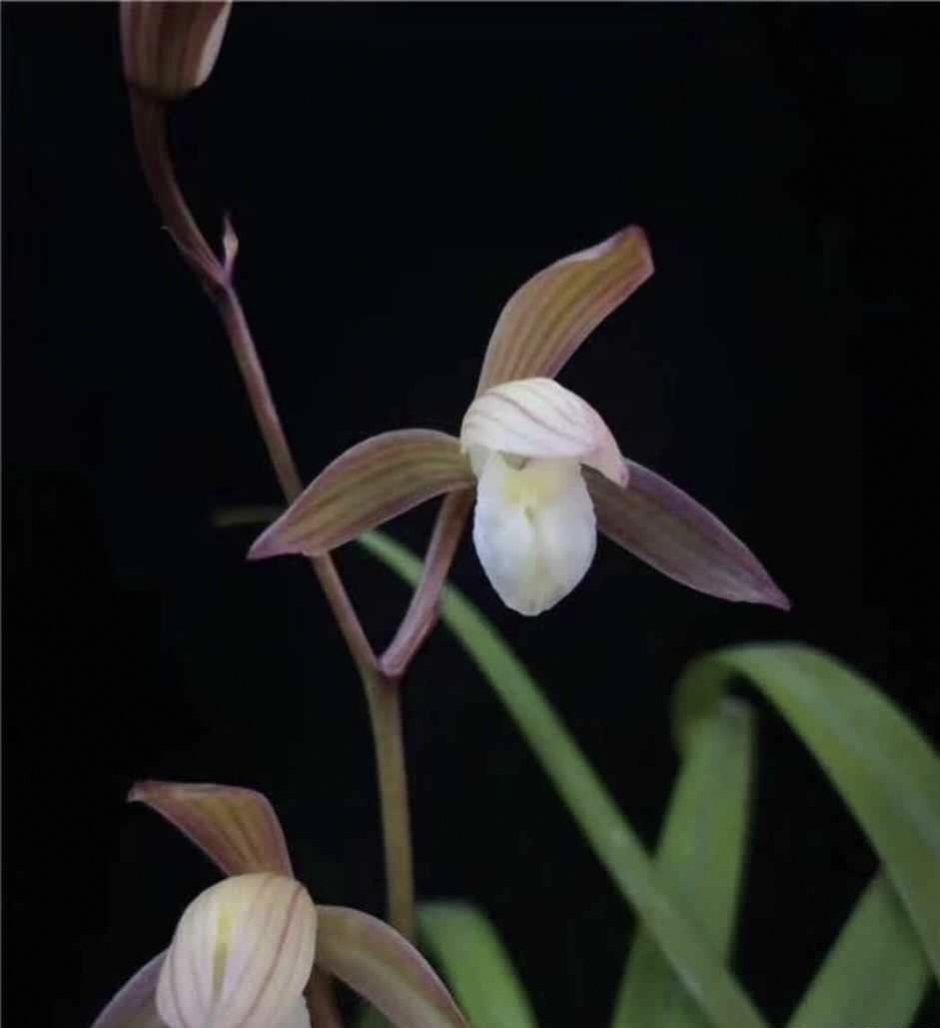 春雨彩虹小草高花彩素名品