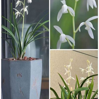 雪白花秋雪浓香细叶四季兰洁白