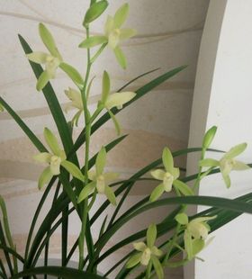 无花铁骨素小叶老铁骨 王者之香 百年老品种 四季兰花素心