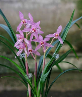 新津胭脂 经典春剑色花 粉色娇美花大浓香 春节开花