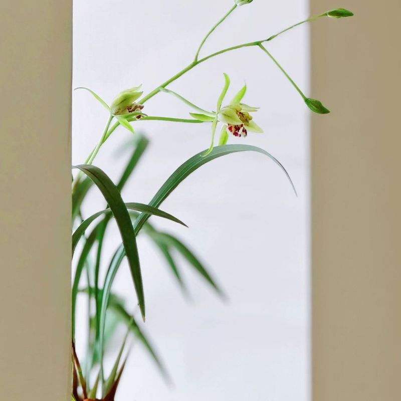 梨山狮王建兰阳台客厅花园四季兰