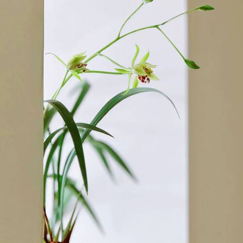 梨山狮王建兰阳台客厅花园四季兰