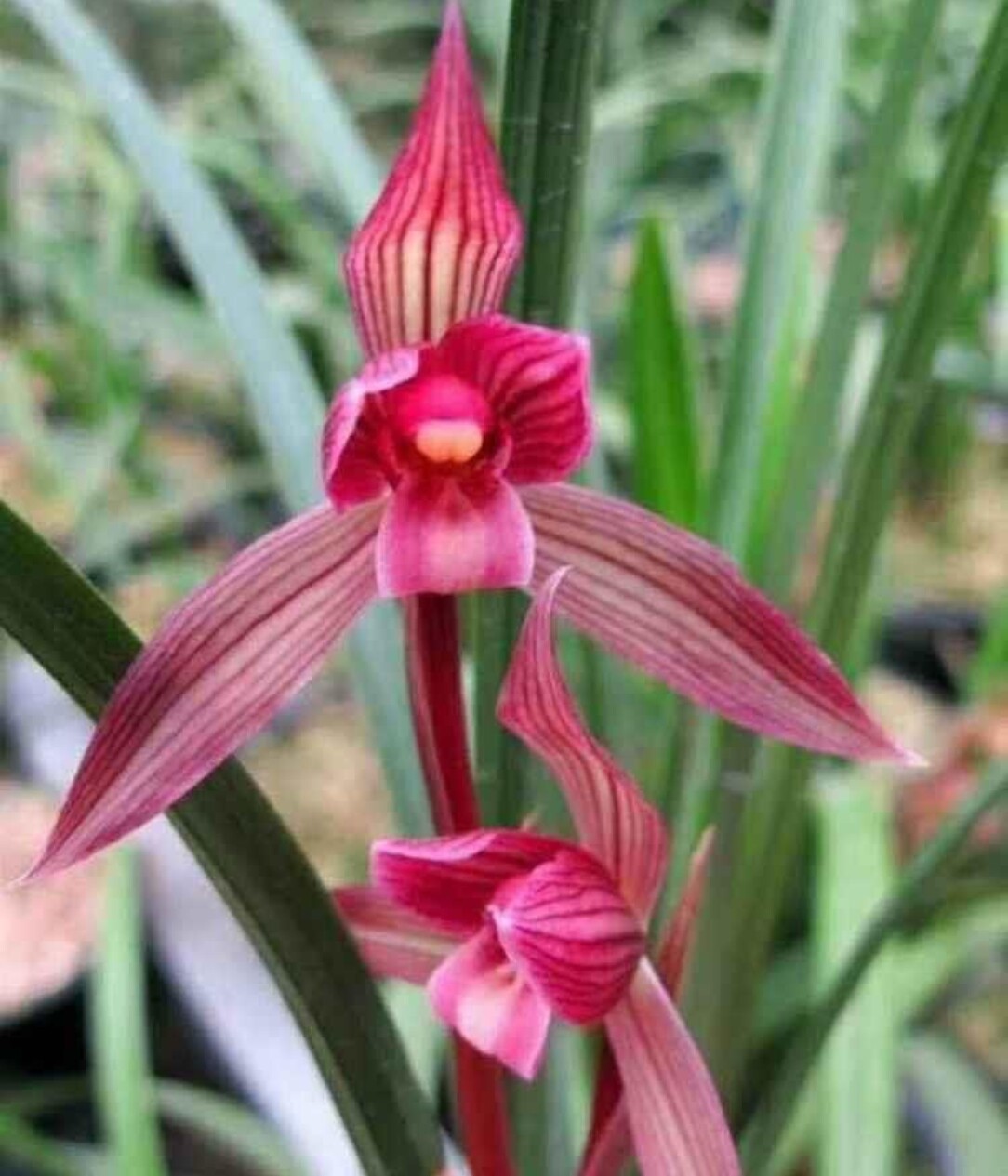 中华红素 春剑红花名品 浓香红芽株型挺拔精神 春节开花
