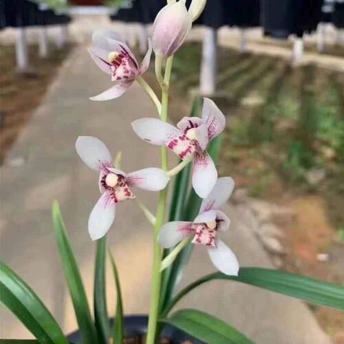 彩心白花建兰矮种窗台书桌客厅