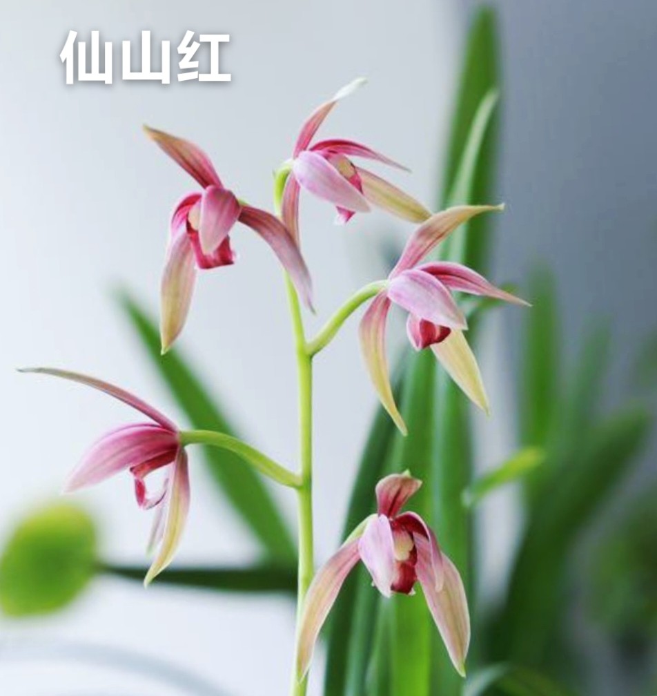 至尊红颜建兰四季兰紫云