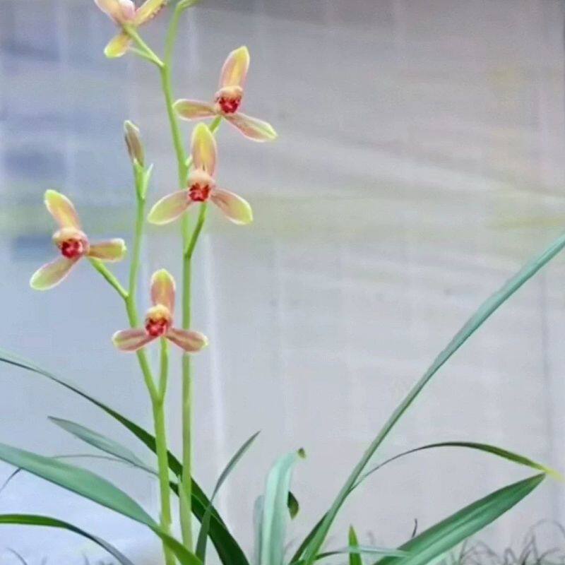 精彩梅 经典小草高花 案台小景四季兰色花梅瓣