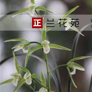 细叶寒兰素 大圆舌小型寒兰 花高出架 浓香叶姿秀美灵动