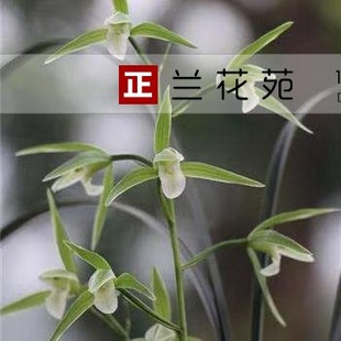 细叶寒兰素 大圆舌小型寒兰 花高出架 浓香叶姿秀美灵动