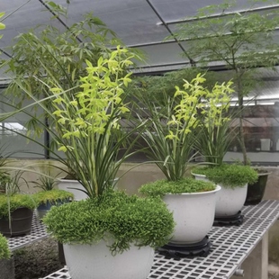 带小花苞金岙素 蕙兰老品种 浓香极香 特别好养 叶挺拔娟秀