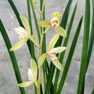 开花多 金针 黄花老品种建兰四季 兰 花大浓香好养抗性强