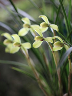 带花苞汪字 浓香 春兰老八种  水仙瓣 出架高 俊秀挺拔 花品端正
