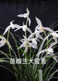 带花苞正宗大雪素 莲瓣兰老品种 浓香叶姿飘逸